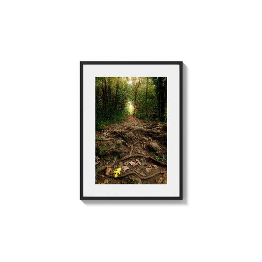 Deep Woods Illumination