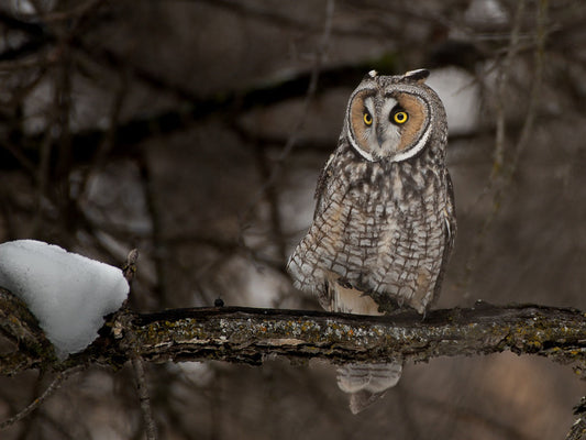 Eared Hunter Portrait
