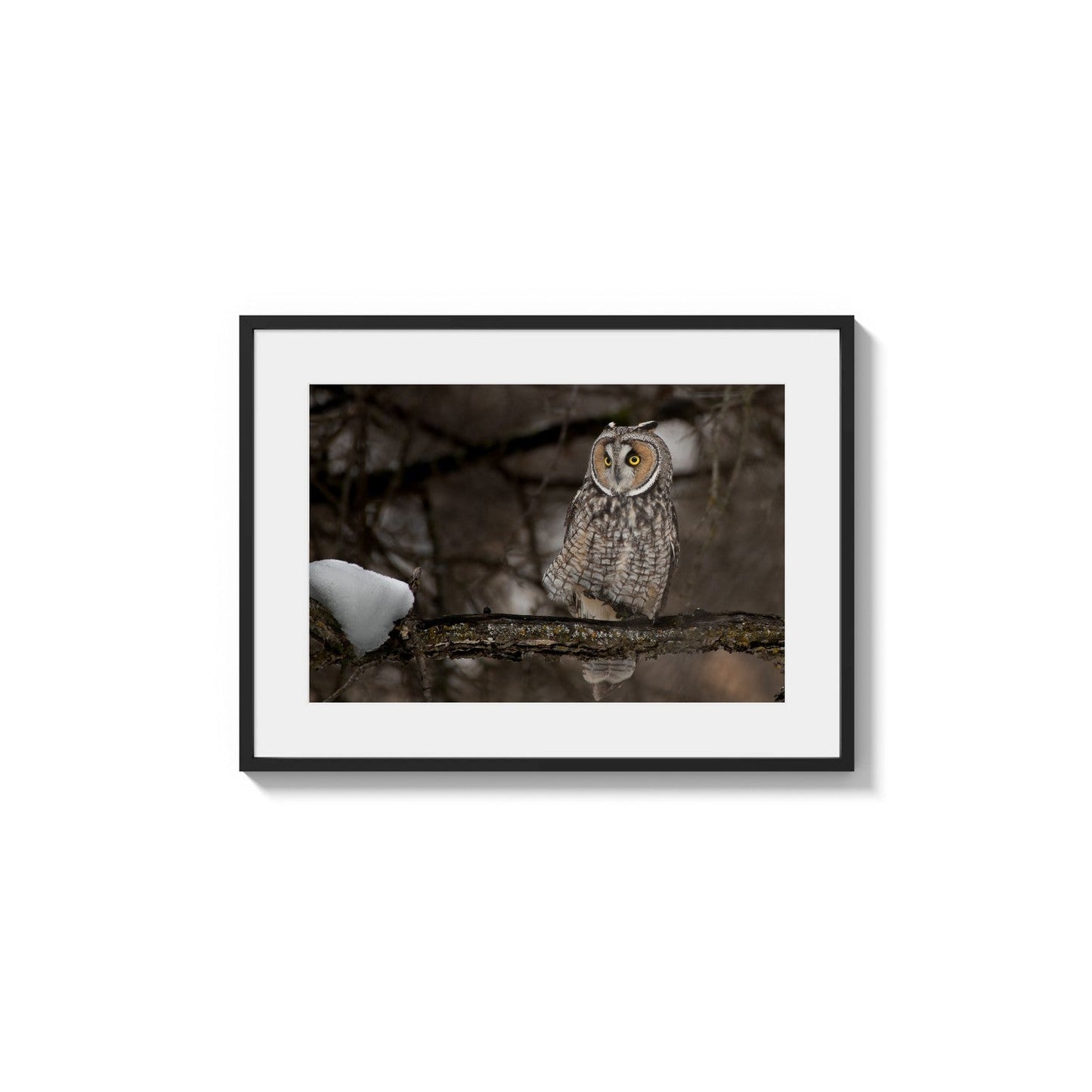 Eared Hunter Portrait