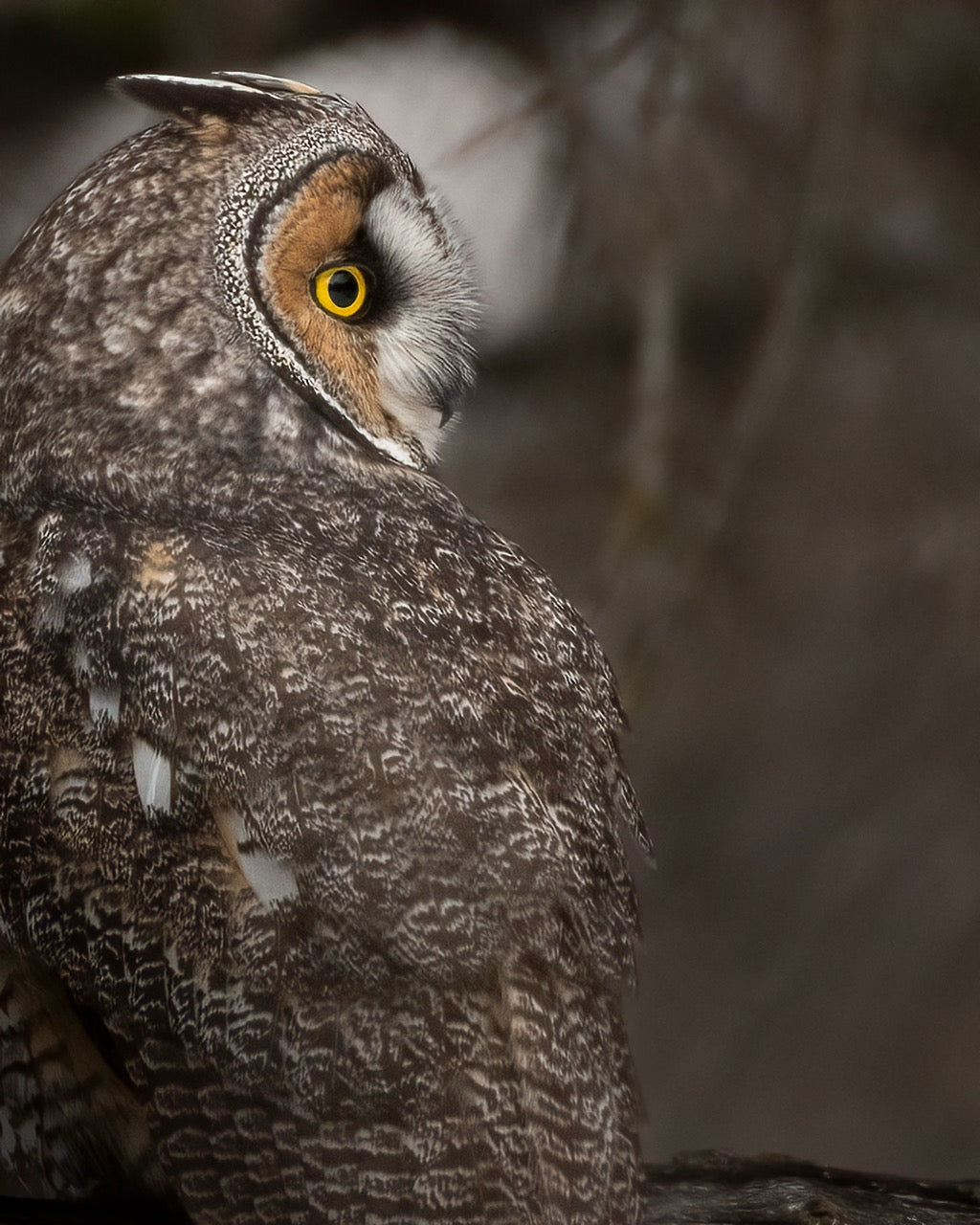 Eared Owl Profile