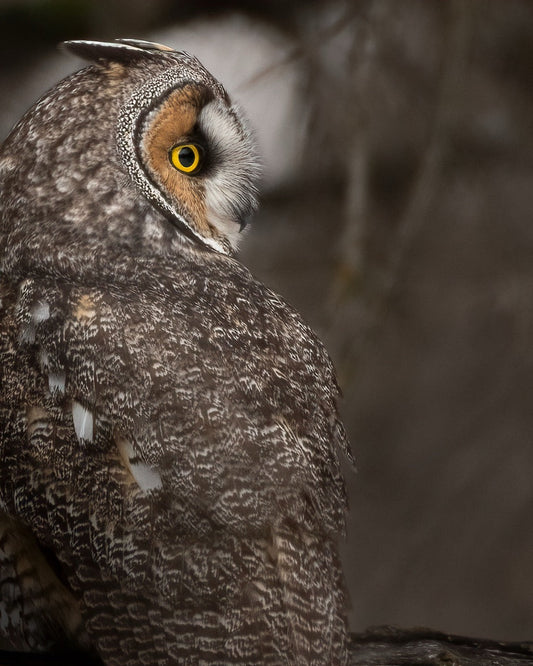 Eared Owl Profile