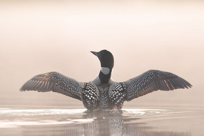 Ethereal Fowl Stretch