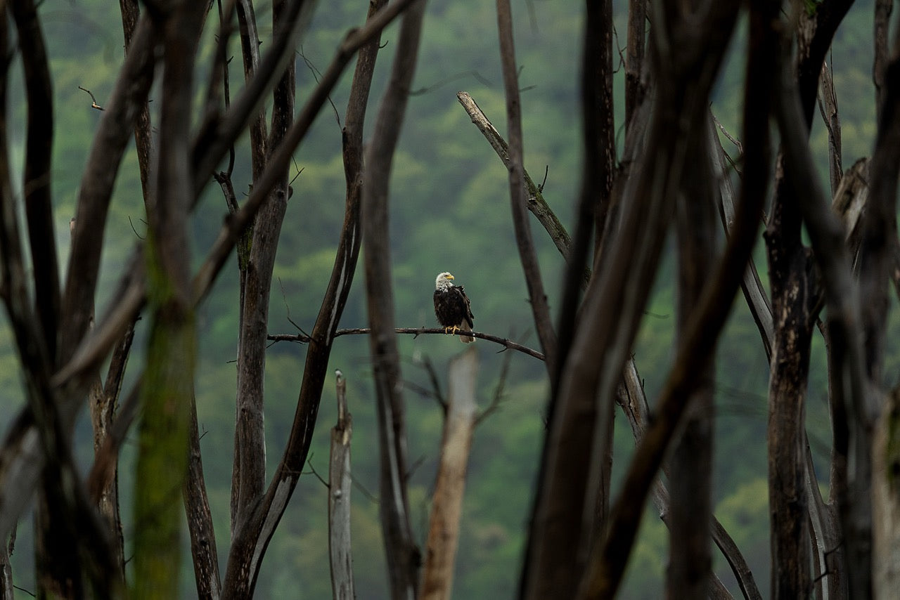 Feathered Apex Dweller