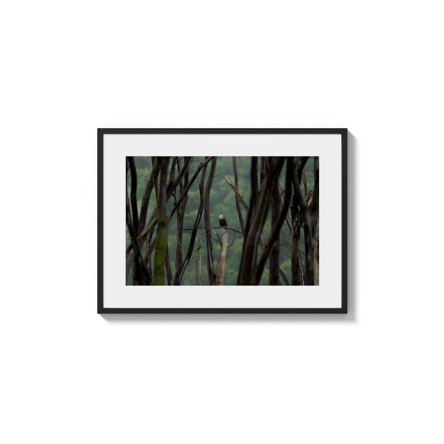 Feathered Apex Dweller