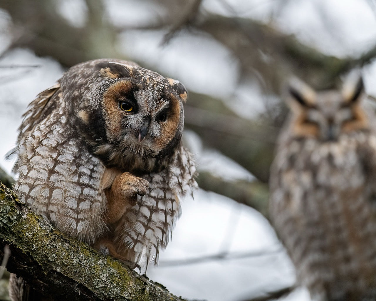 Furtive Owl Duo