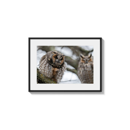 Furtive Owl Duo