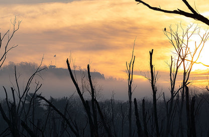 Glimmering Sky Spines