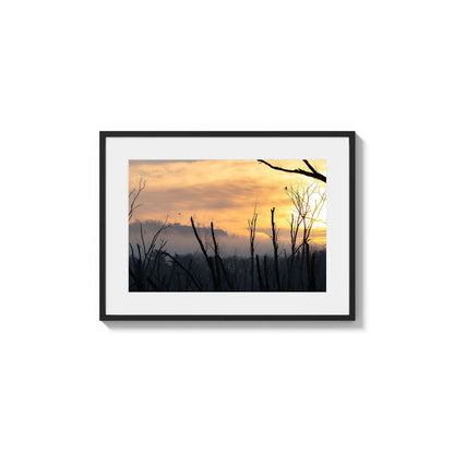 Glimmering Sky Spines