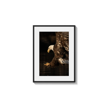 Golden Talons Strike