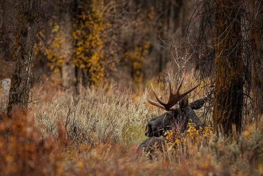 Hidden Autumn Antlers