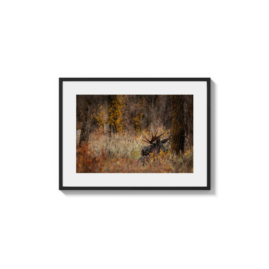 Hidden Autumn Antlers