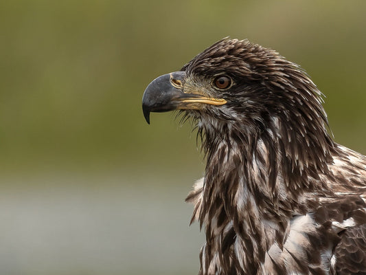 Immature Diurnal Beak