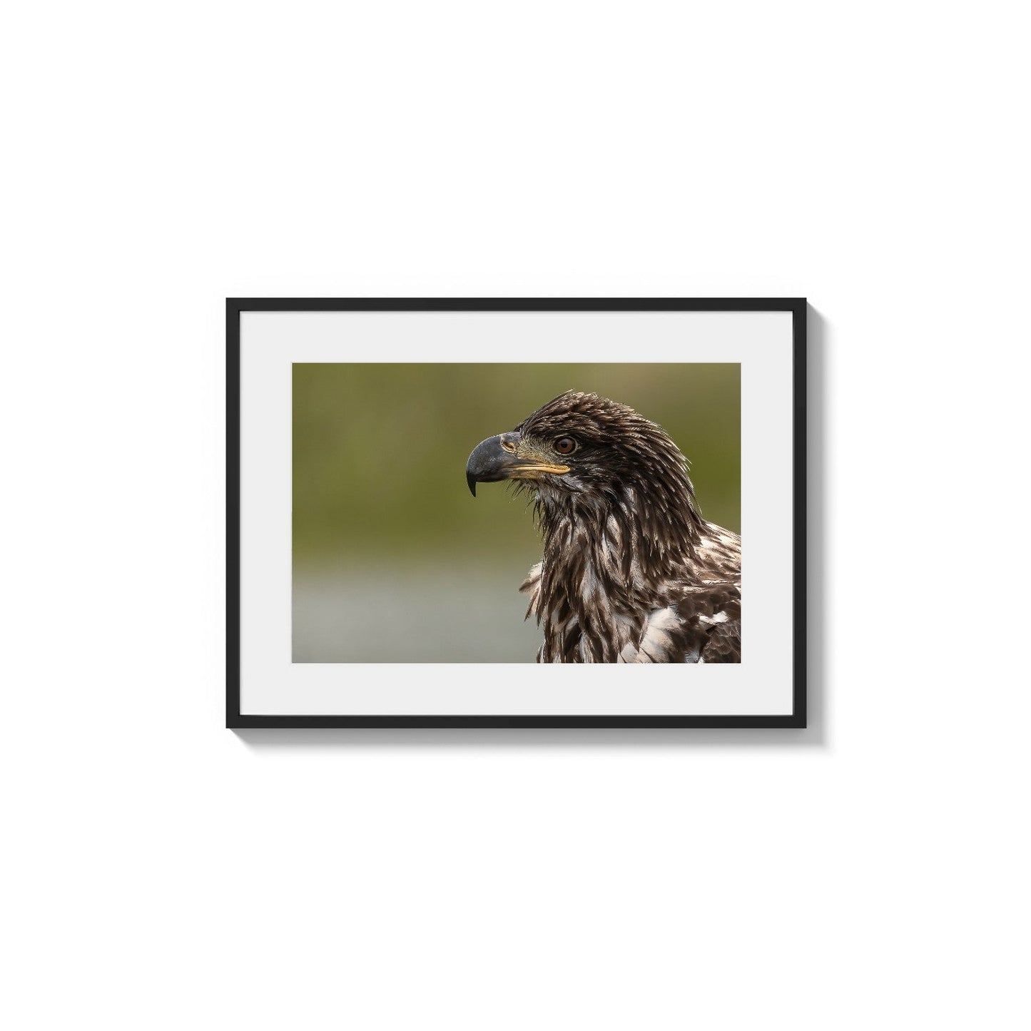 Immature Diurnal Beak