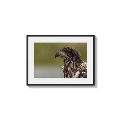 Immature Diurnal Beak