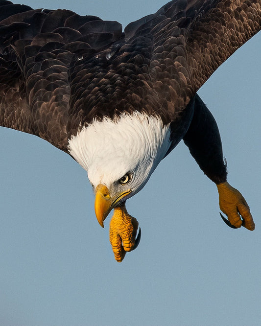 Intense Aerial Maneuver