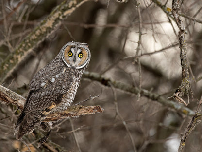 Long-eared Owl Gaze
