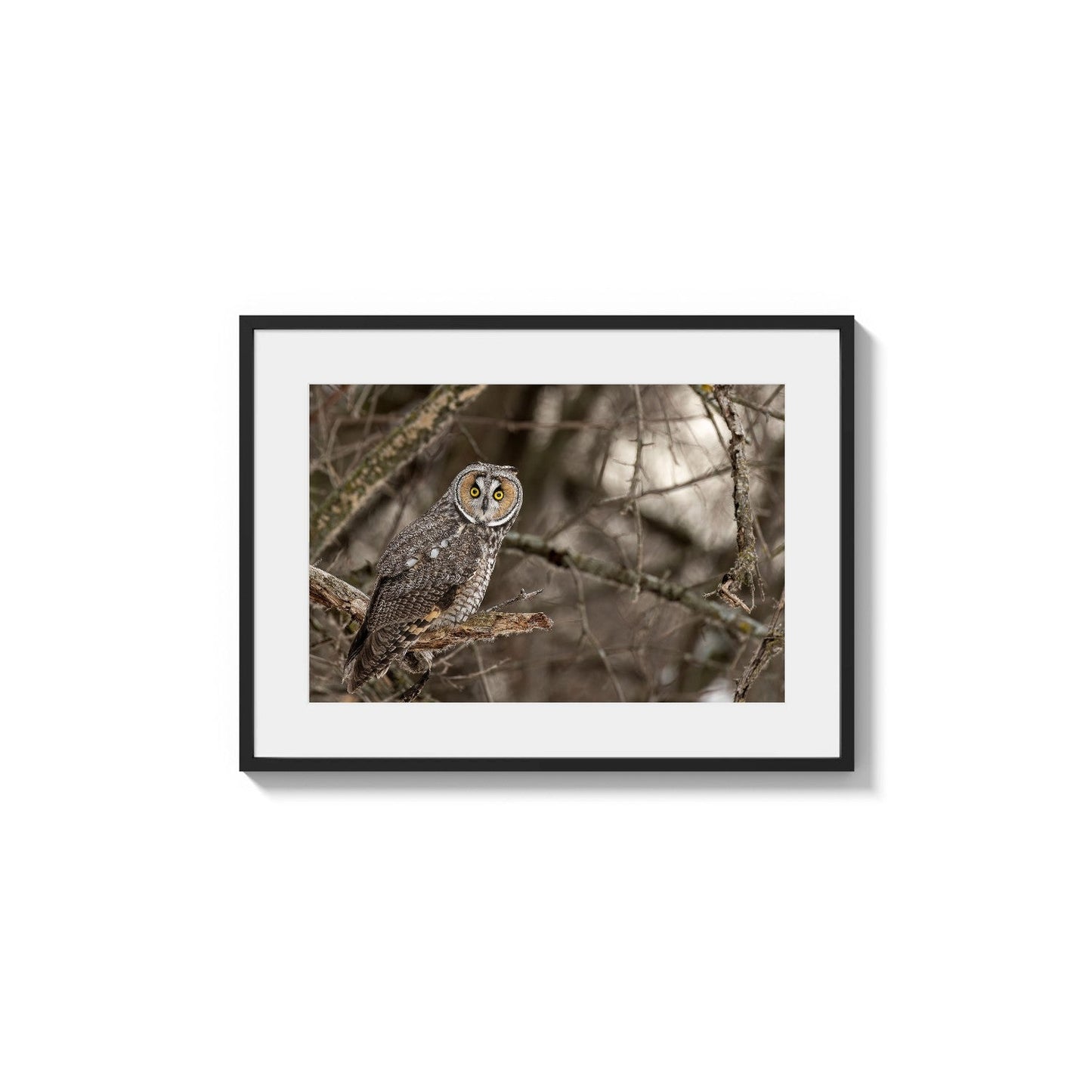Long-eared Owl Gaze
