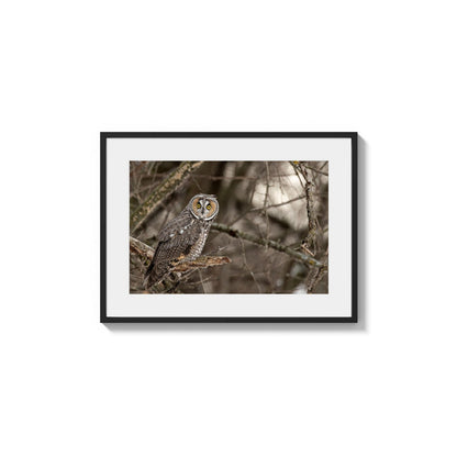Long-eared Owl Gaze