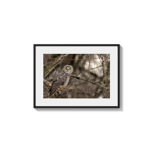 Long-eared Owl Gaze