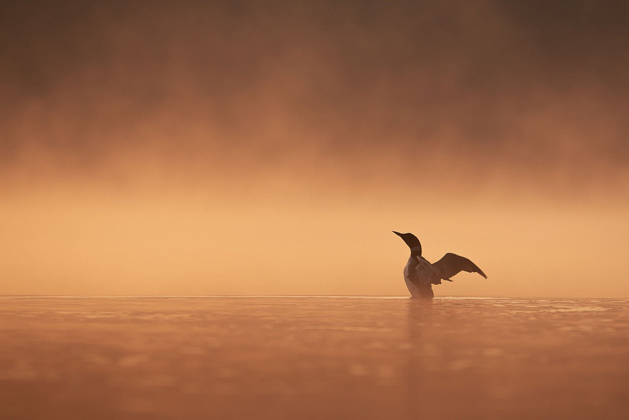Loon Under Golden Fog