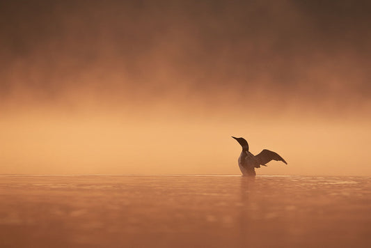 Loon Under Golden Fog