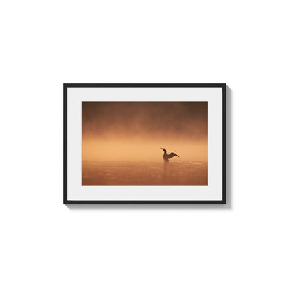 Loon Under Golden Fog
