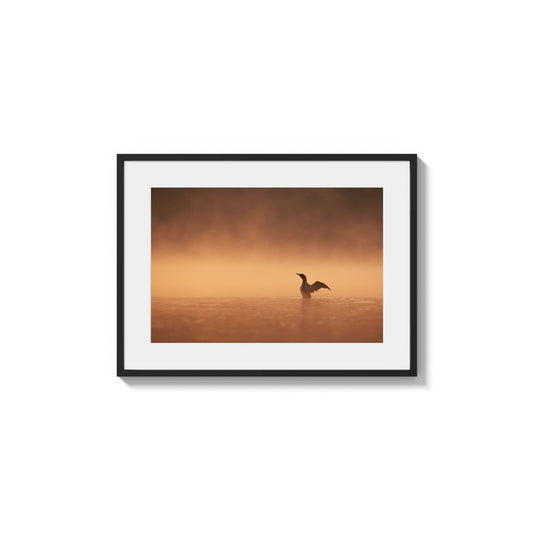 Loon Under Golden Fog