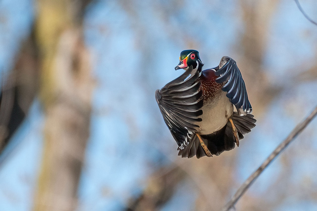 Male Waterfowl Display