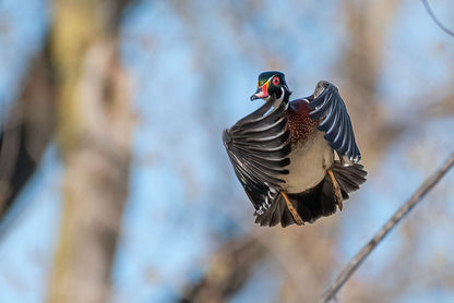 Male Waterfowl Display