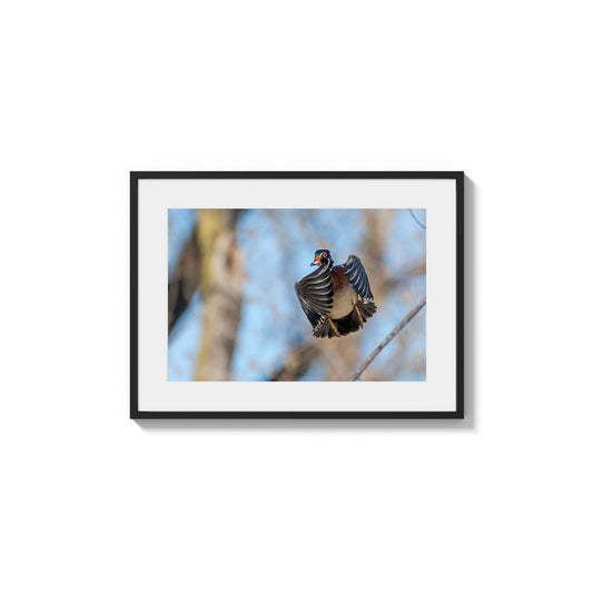 Male Waterfowl Display