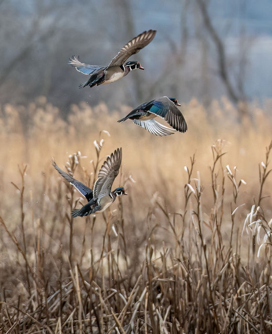 Marsh Birds Ascending