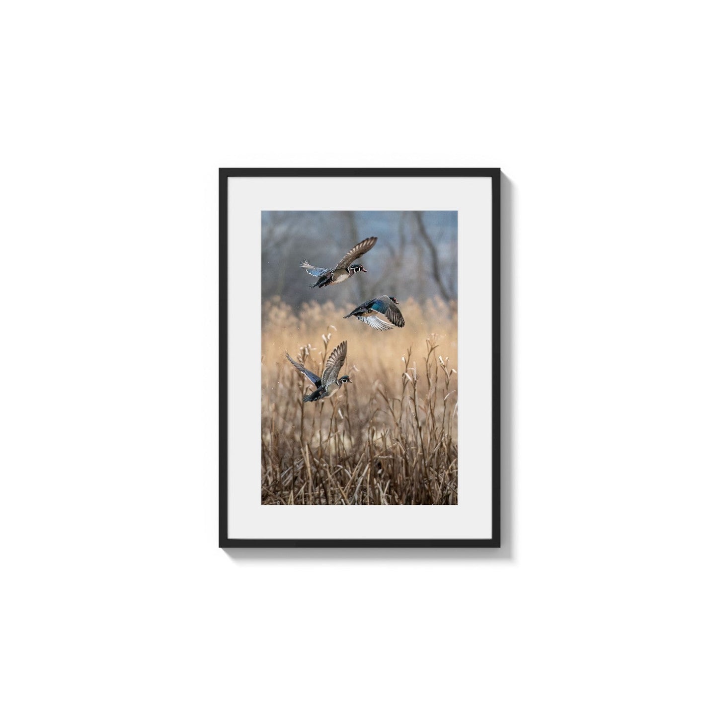 Marsh Birds Ascending