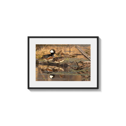 Mergansers Marsh Reflection