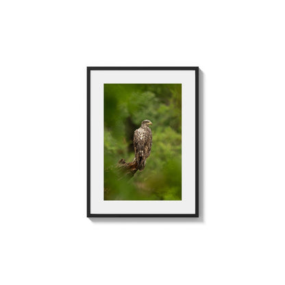 Mottled Falcon Resting