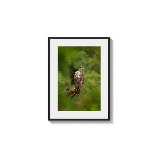 Mottled Falcon Resting