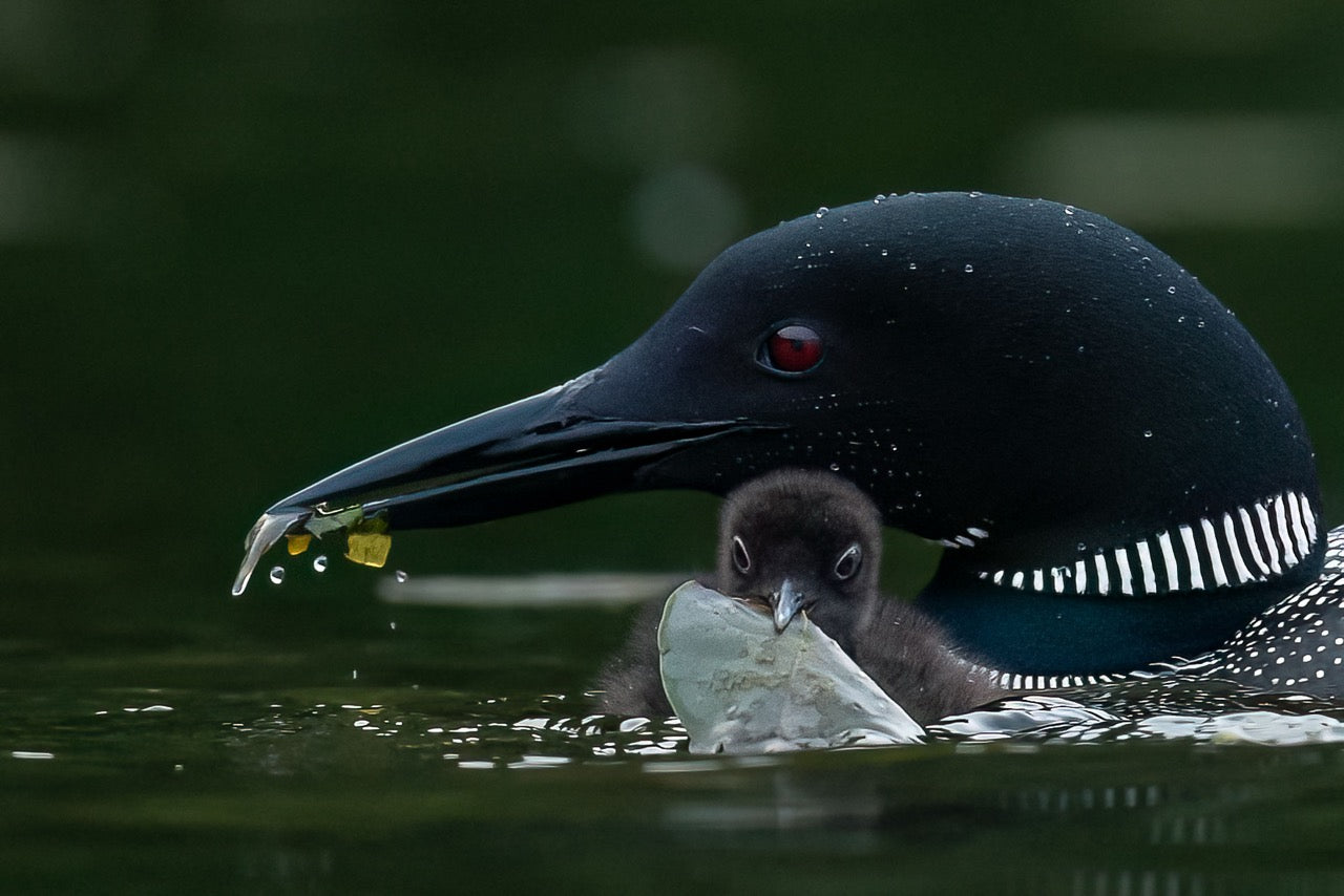 Nestling Sustenance Exchange