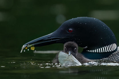 Nestling Sustenance Exchange