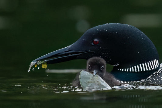 Nestling Sustenance Exchange