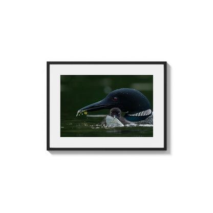 Nestling Sustenance Exchange