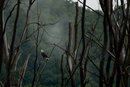 Obscured Forest Apex