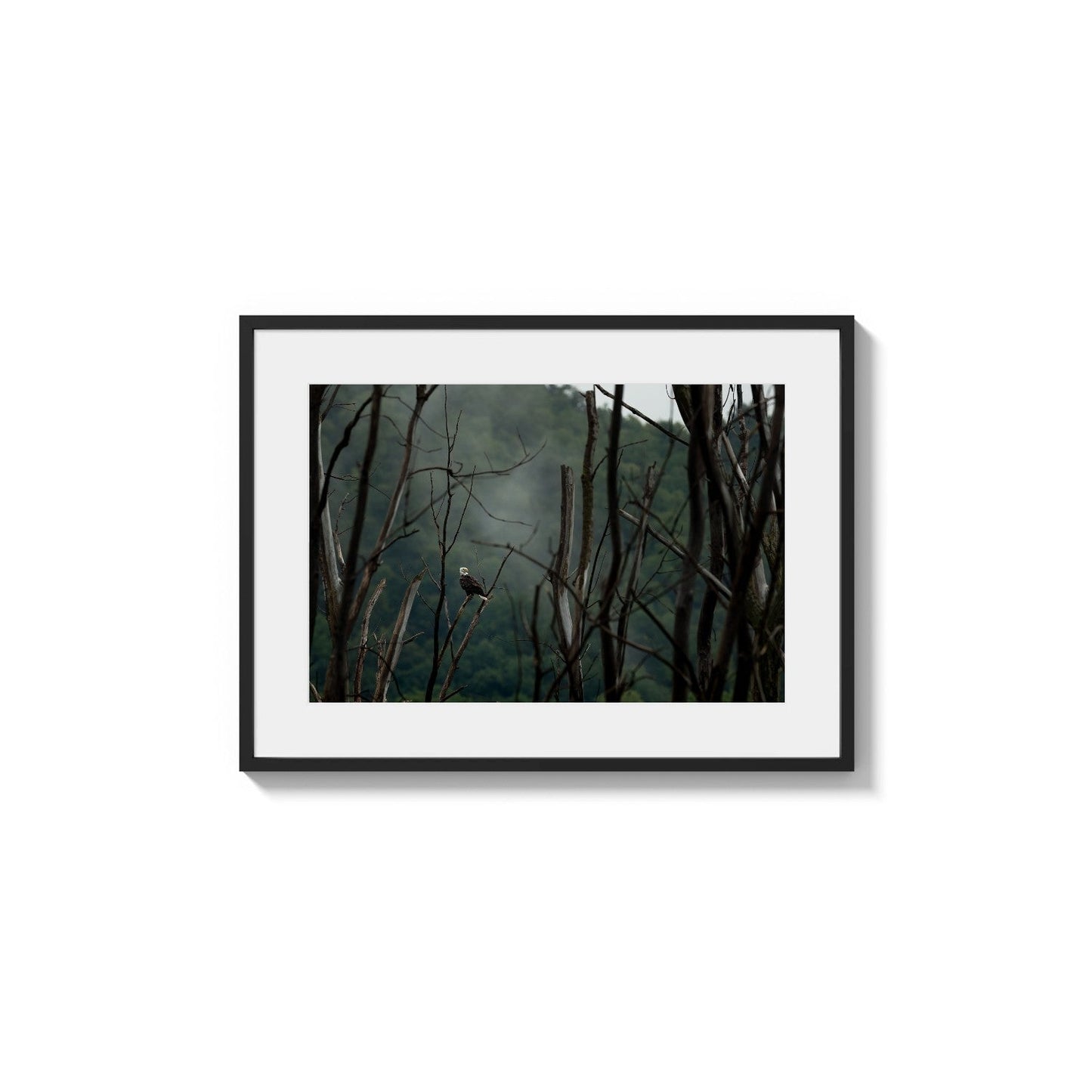 Obscured Forest Apex