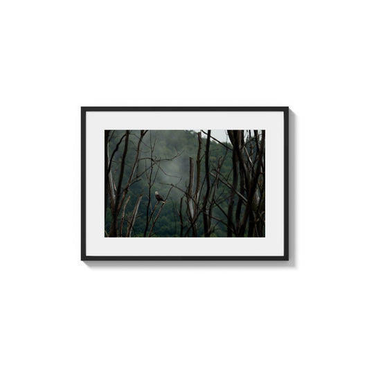 Obscured Forest Apex