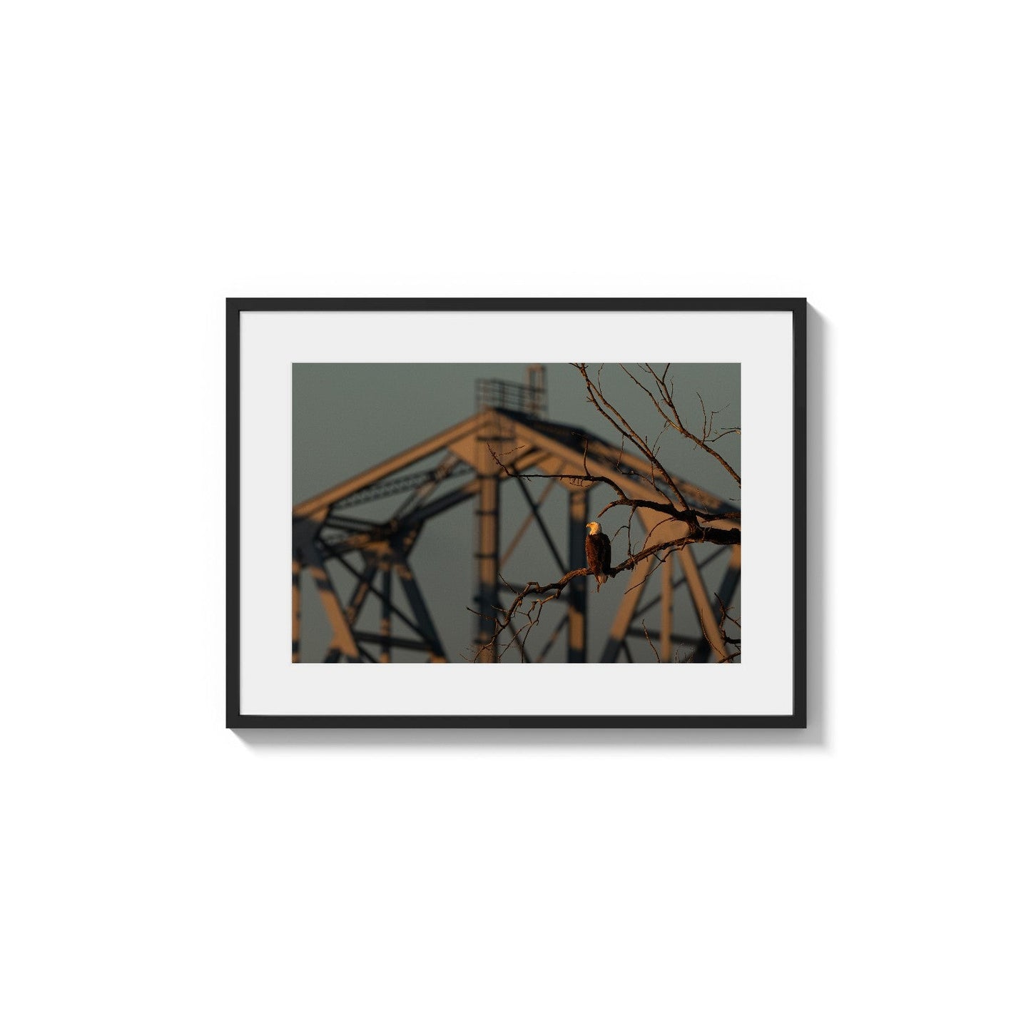 Perched Against Steel Truss