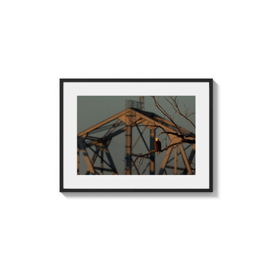 Perched Against Steel Truss