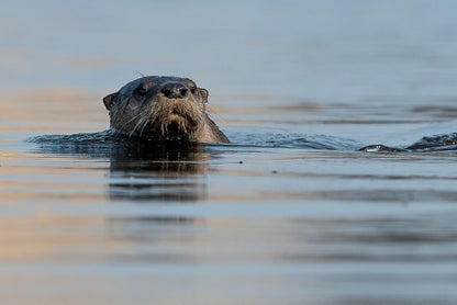 River Otter Portrait