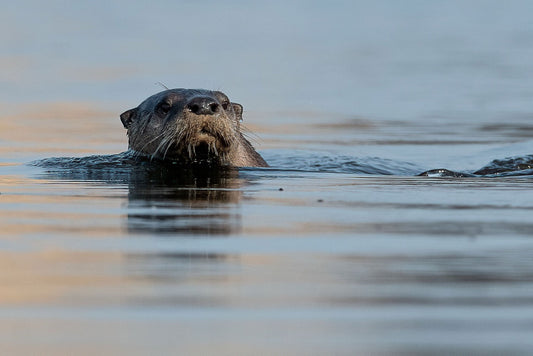 River Otter Portrait