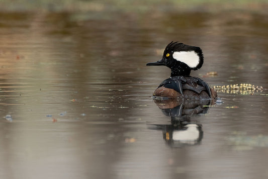 Sable Crested Swimmer