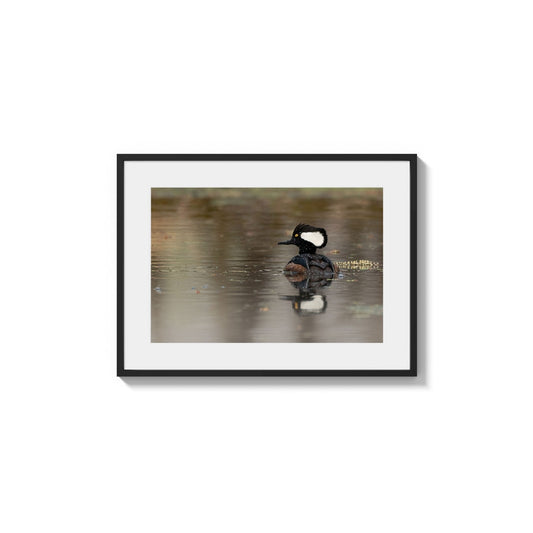 Sable Crested Swimmer