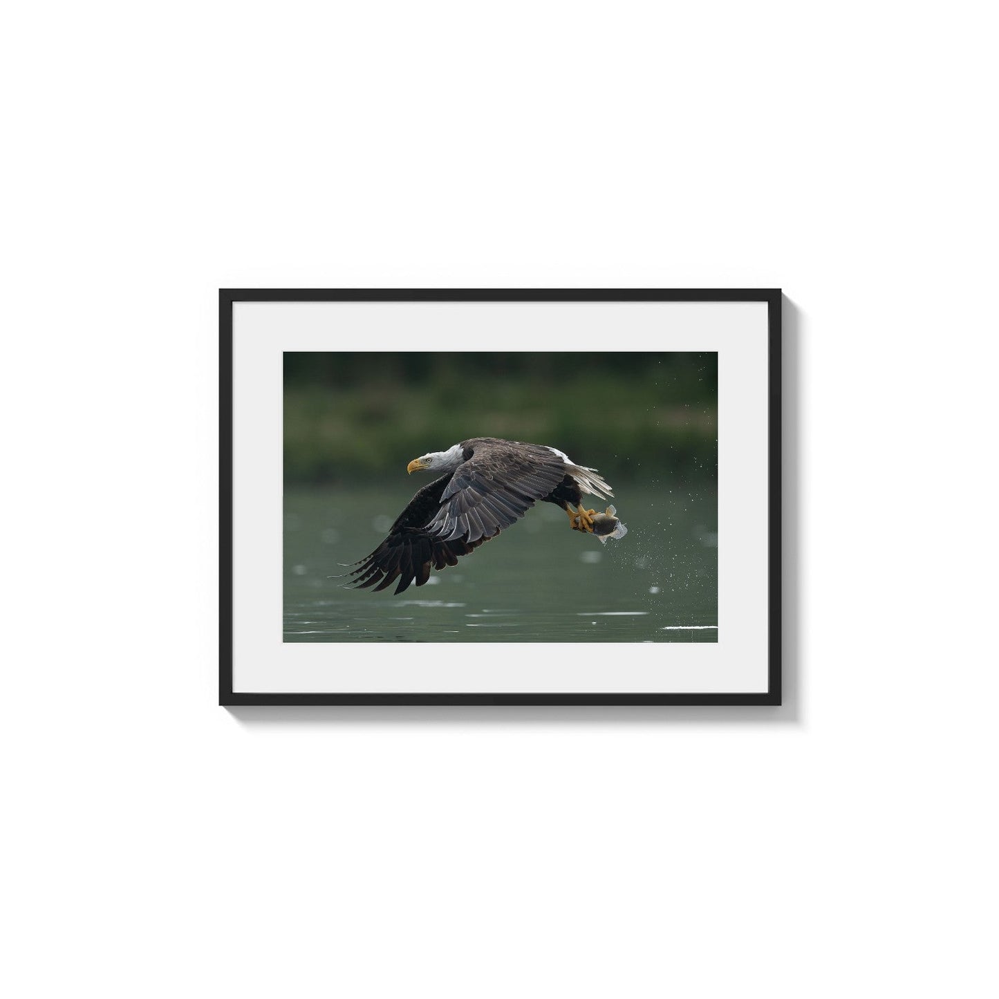 Soaring Fish Capture