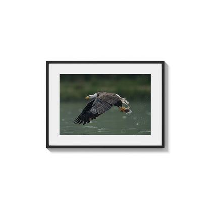 Soaring Fish Capture